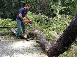 Best Commercial Tree Services  in Pine Island, TX