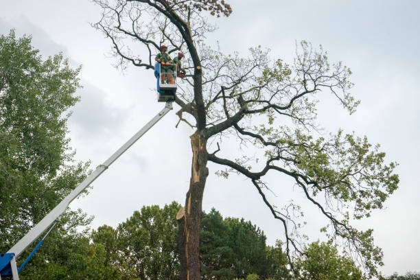 Professional Tree Services in Pine Island, TX