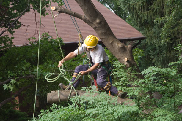 How Our Tree Care Process Works  in  Pine Island, TX