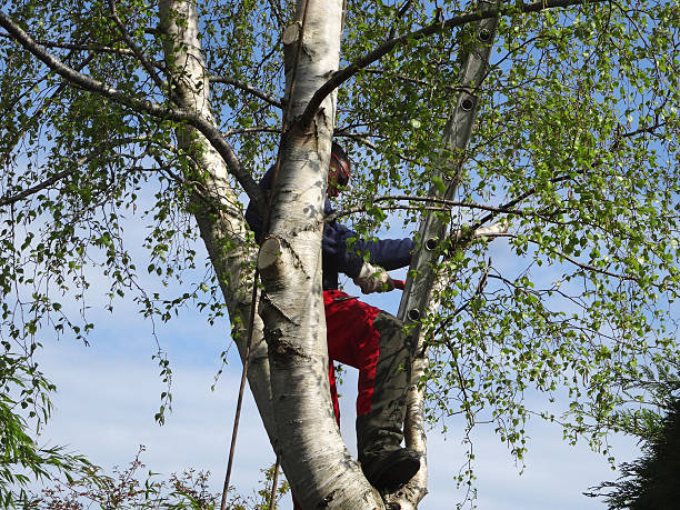 Best Tree Risk Assessment  in Pine Island, TX