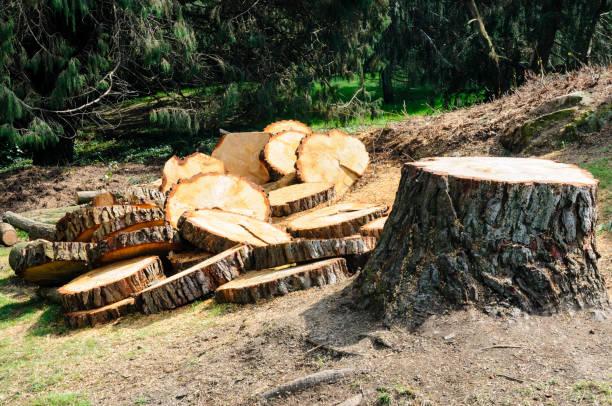 Best Stump Grinding and Removal  in Pine Island, TX